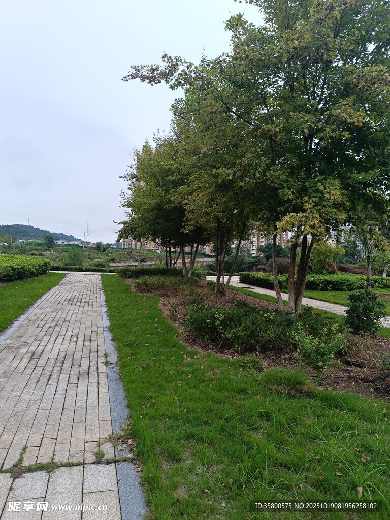 城市中的静谧林荫步道