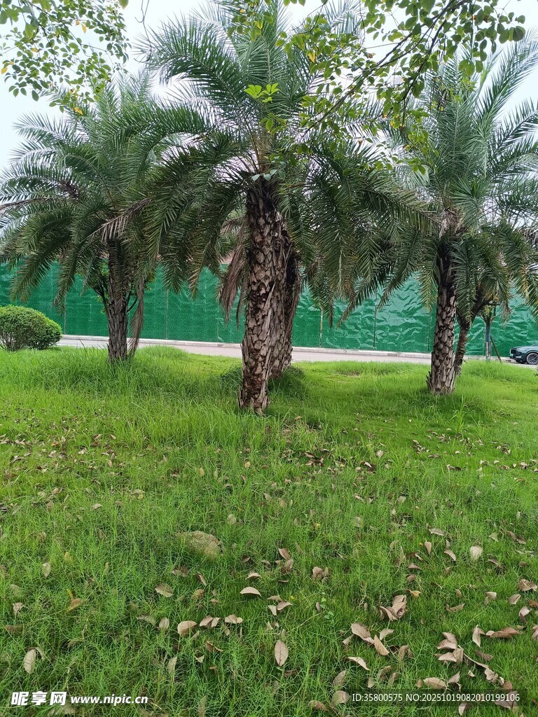 绿草地上的几棵棕榈树