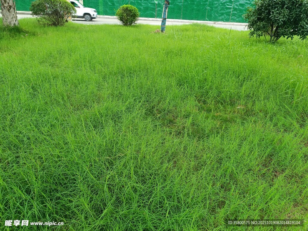 翠绿草坪