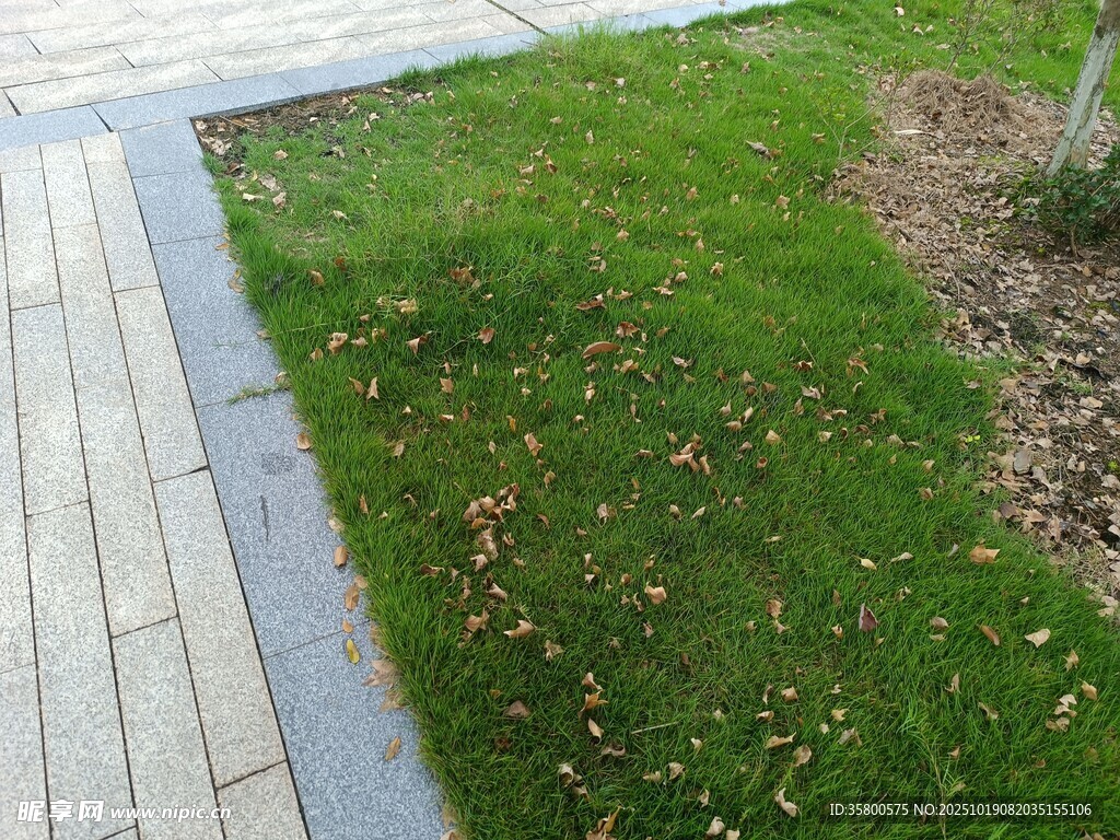 路边草地