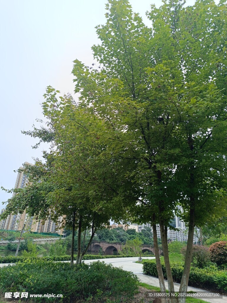 公园绿树成荫的景致