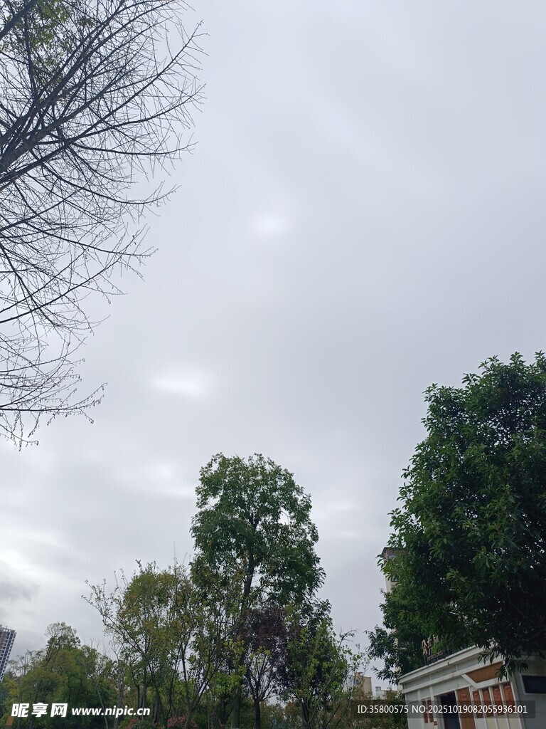 阴天时的树木与天空景象