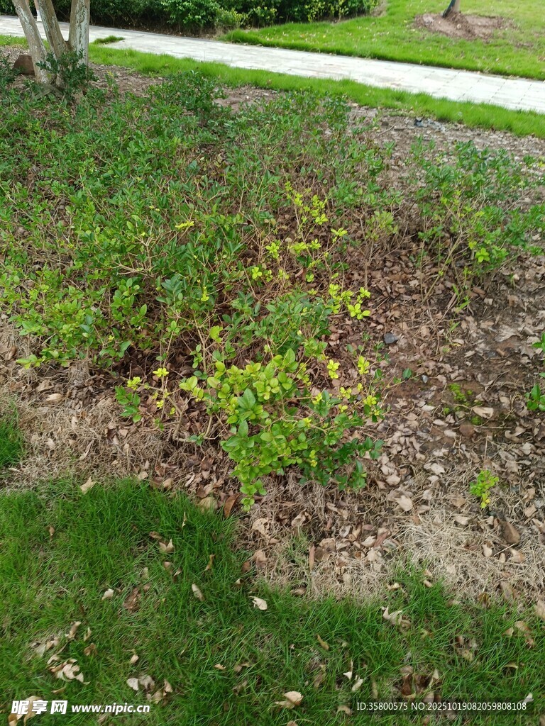 地面绿植景观