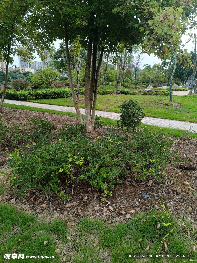 城市绿化带中的树木景观