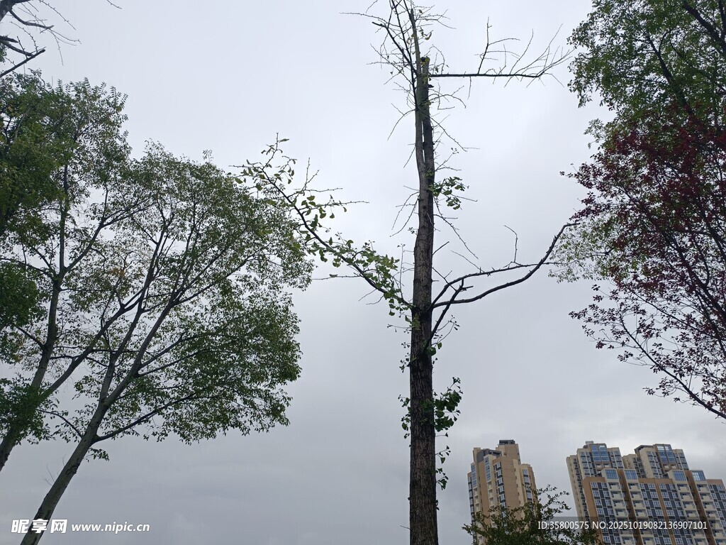 枯树挺立在绿树高楼间