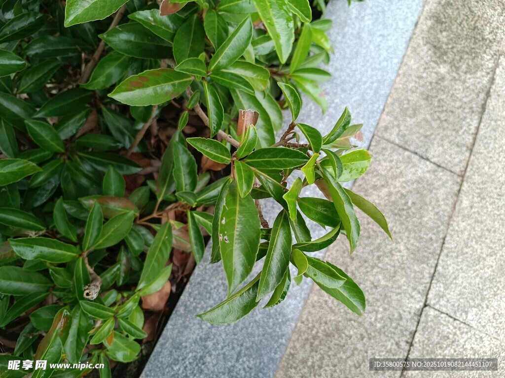 路边翠绿植物特写