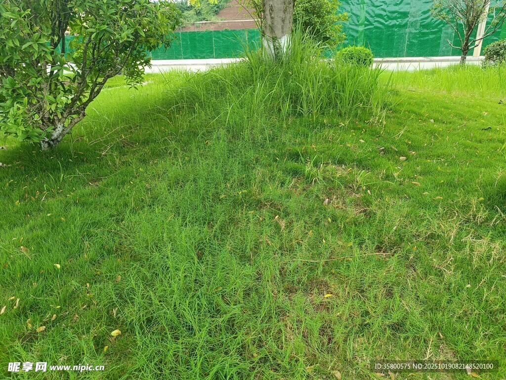 户外绿意盎然的草地场景