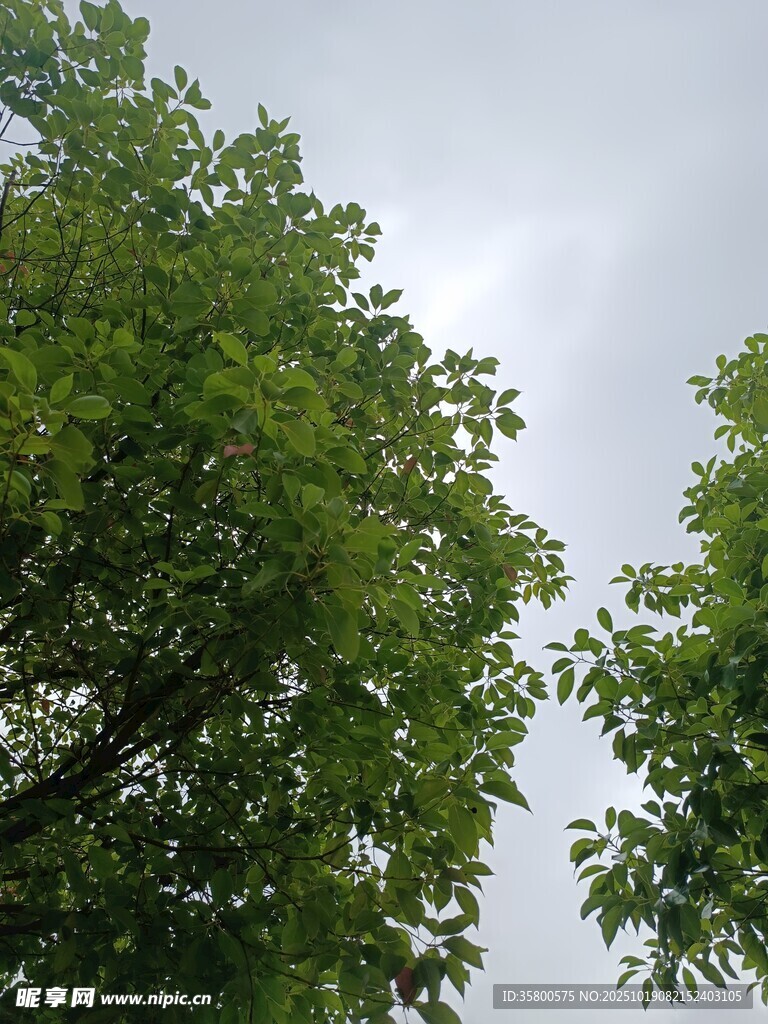 仰视葱郁绿树