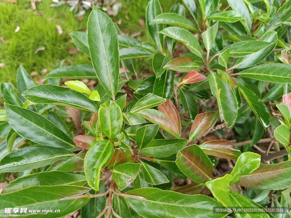 翠绿斑斓的多彩叶片植物