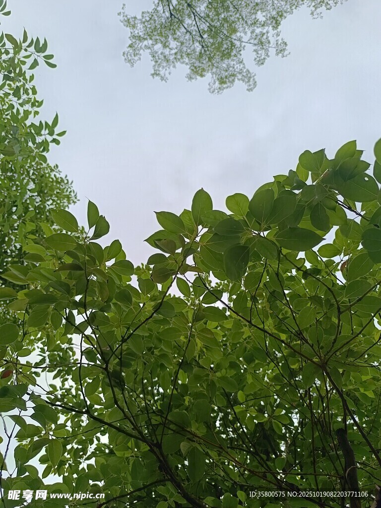 仰视葱郁树冠