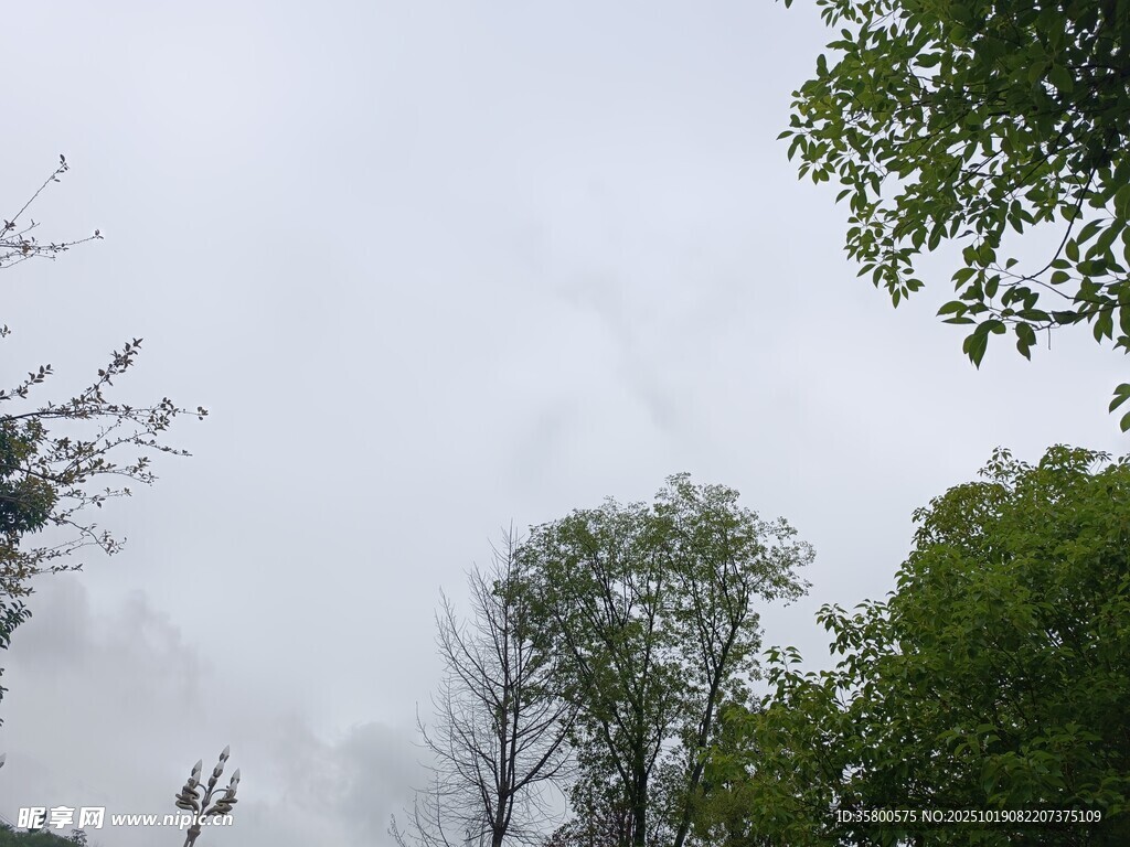 阴天中的树木景观