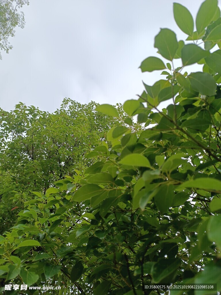 繁茂绿植 