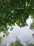 雨中绿树朦胧景致