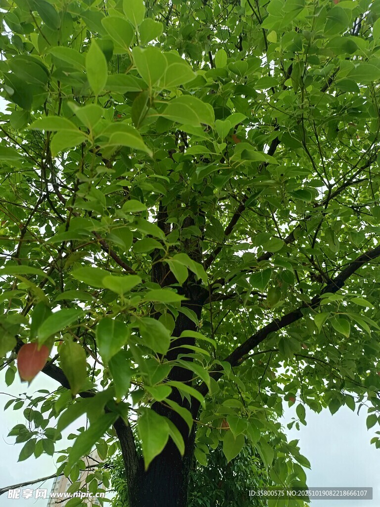 绿叶繁茂的高大树木