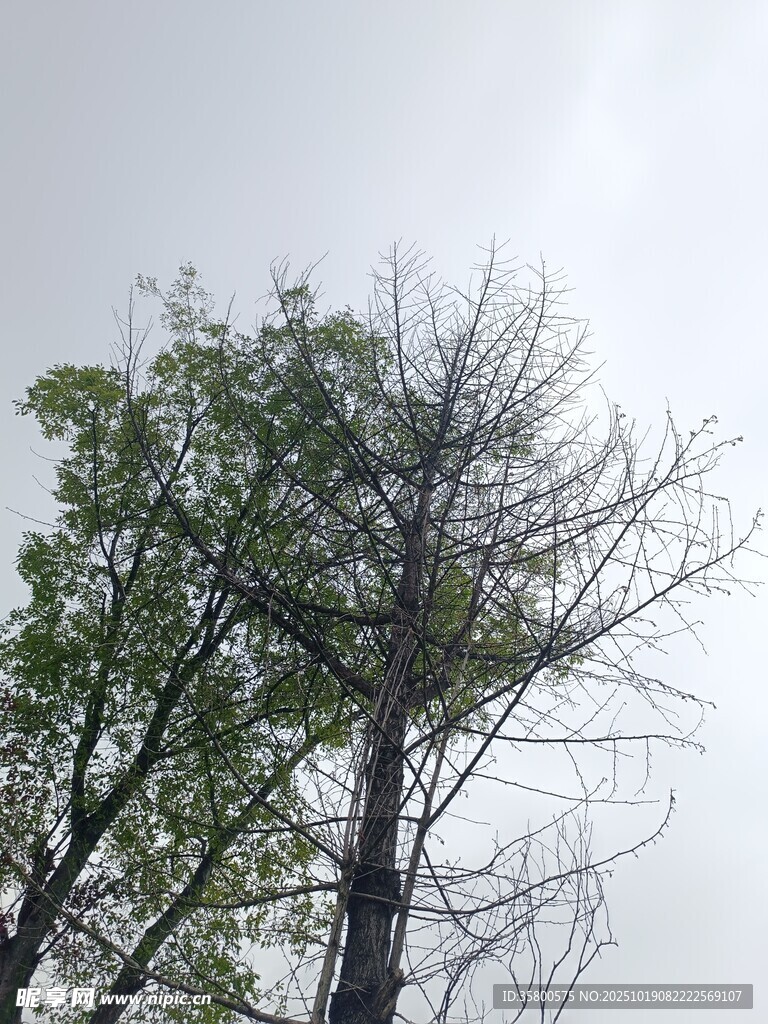枯树与绿树对比景象