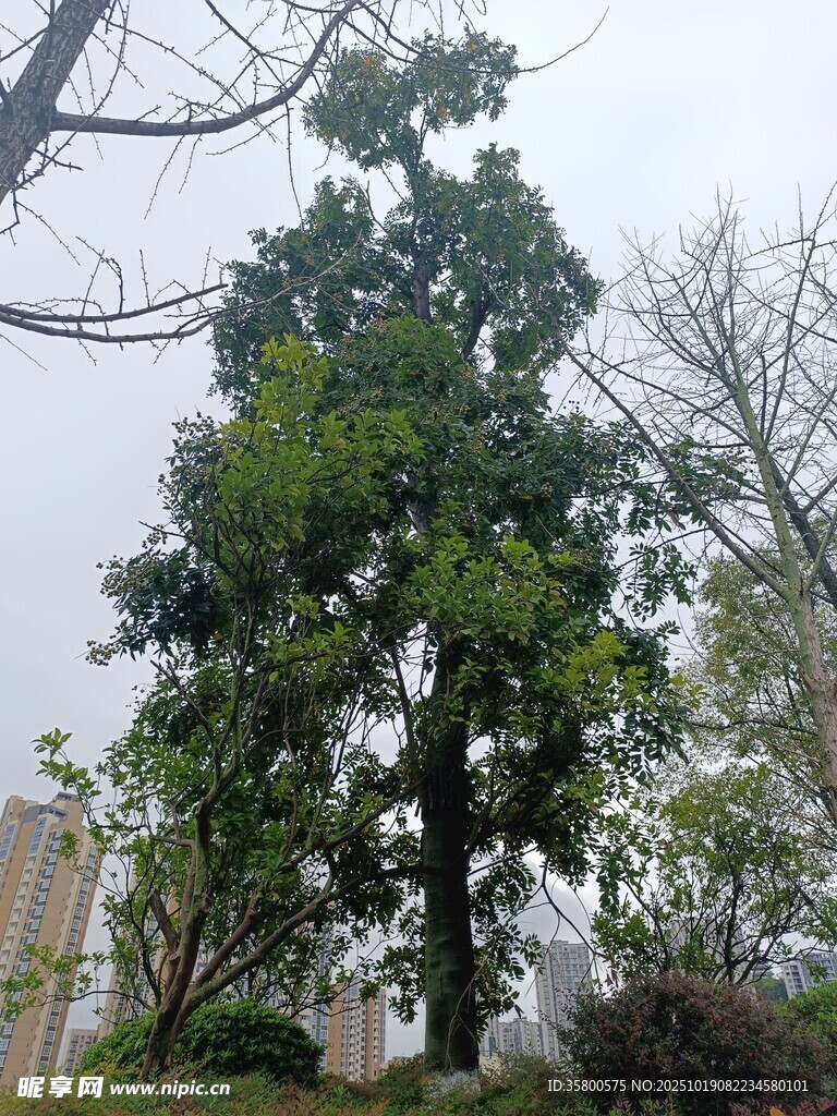 高大葱郁的树木景观