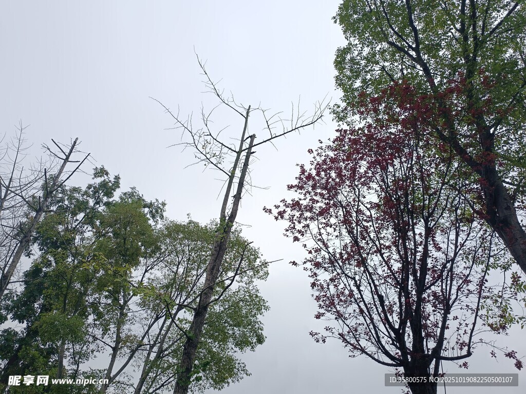 户外树木与电线杆景象