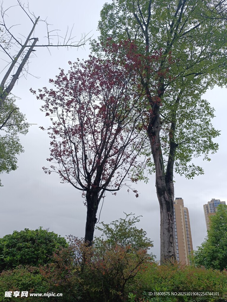 城市中多彩树木景观