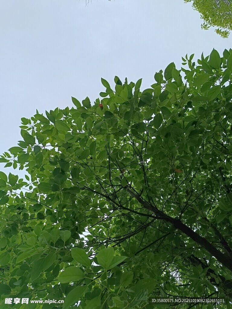 仰视翠绿繁茂的树冠