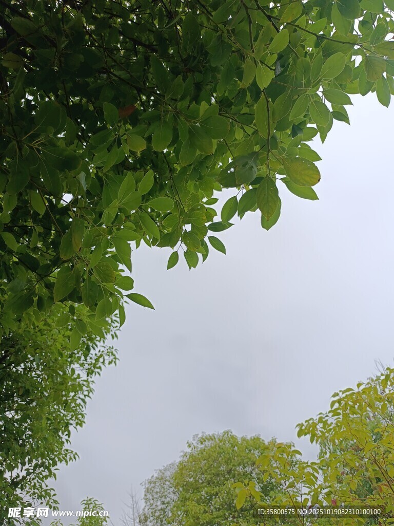 绿叶繁茂间的天空一角