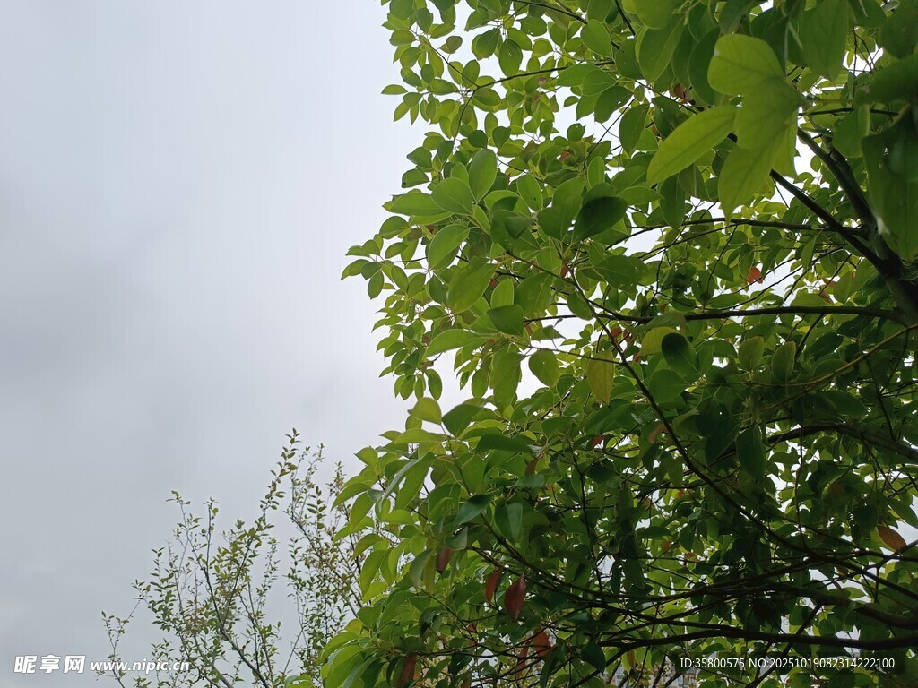 绿叶衬灰天的自然景致