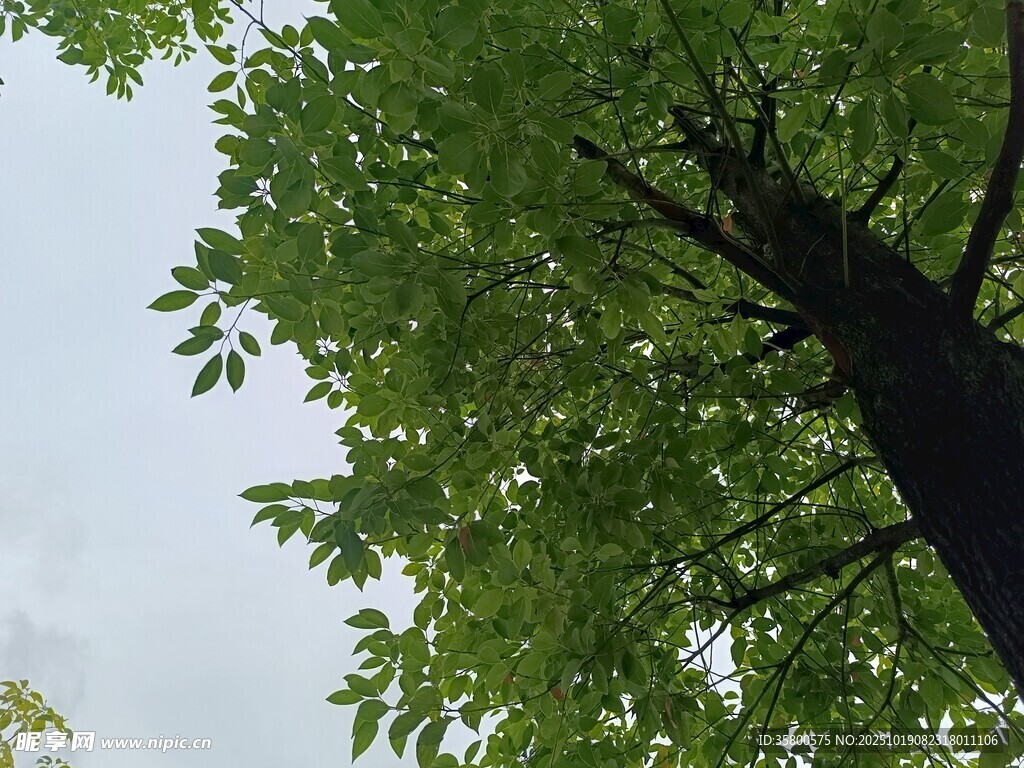 仰视葱郁大树