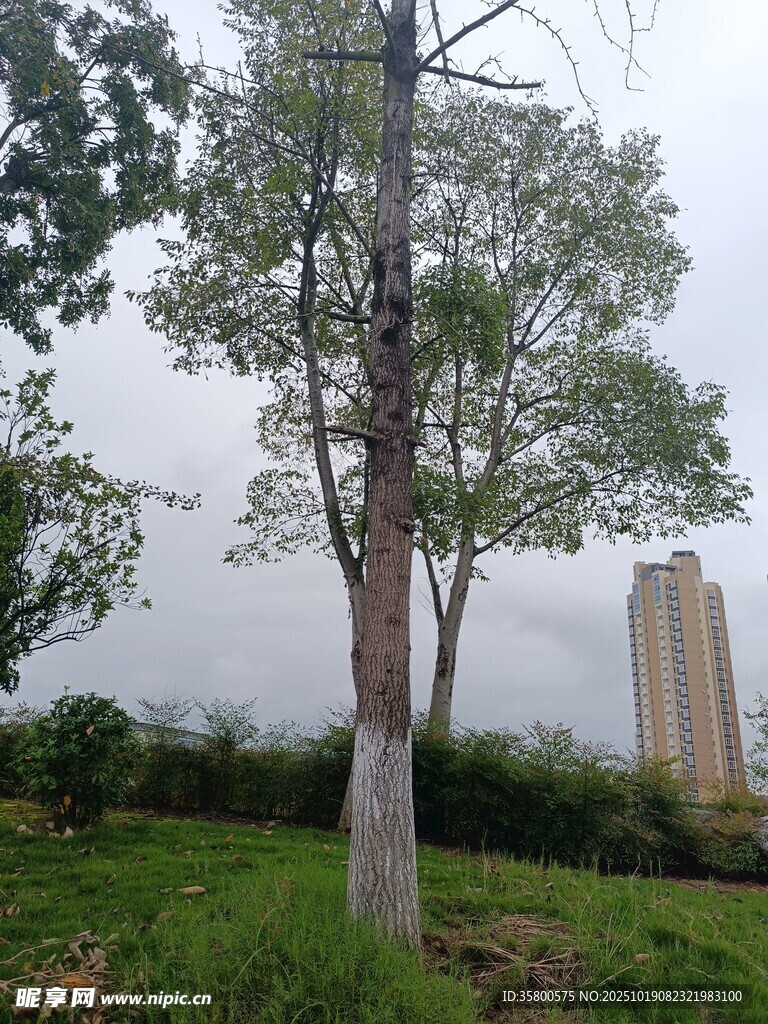 城市绿地中的挺拔树木