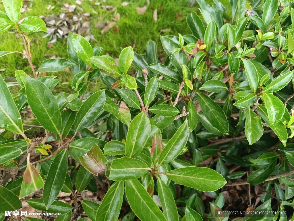 绿叶繁茂的植物景观