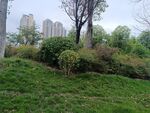 城市中绿意盎然的草地景观