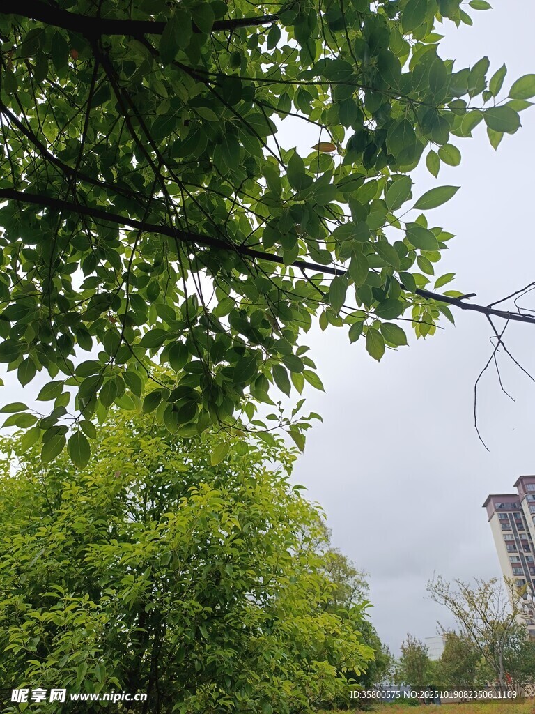 绿树掩映下的城市景致