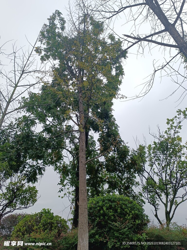 高大挺拔的绿树
