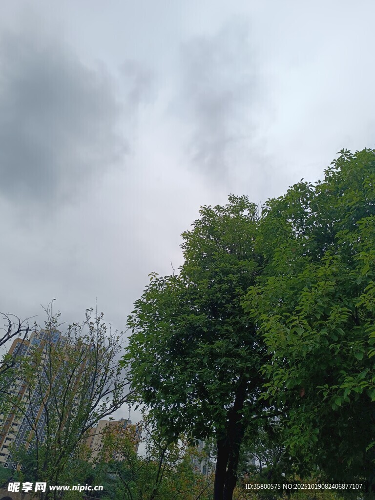 阴天树林景象