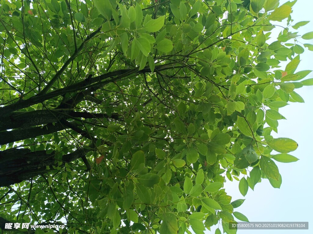 绿叶繁茂的树冠