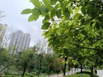 城市中绿意盎然的公园景象