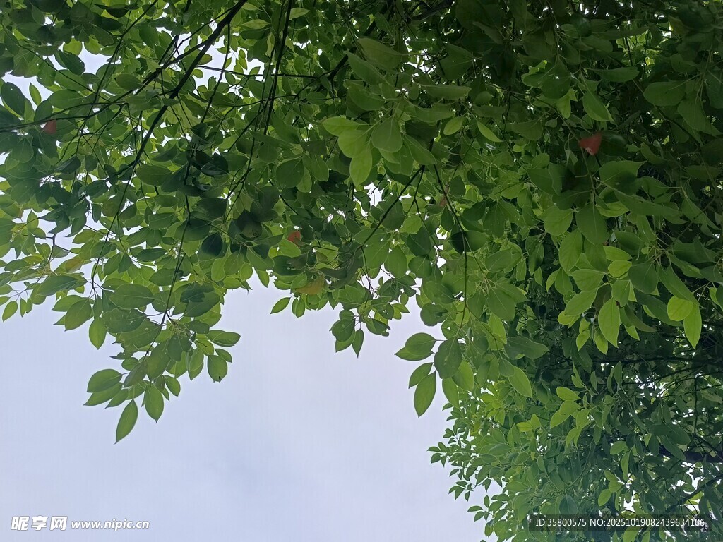 仰视繁茂绿树与蓝天