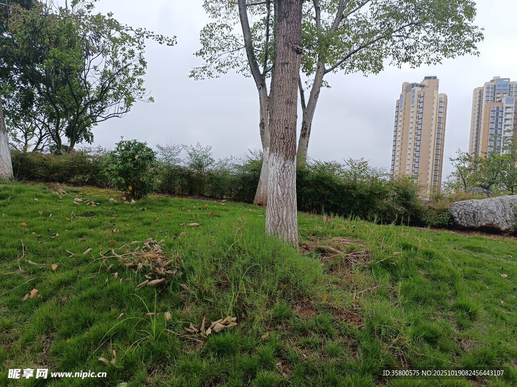 城市草地中的树木景观