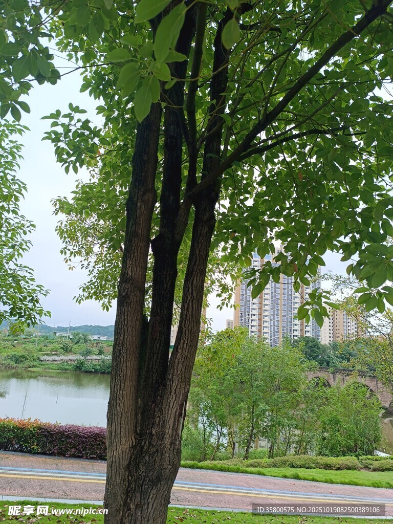 湖畔绿树成荫的宜人景致