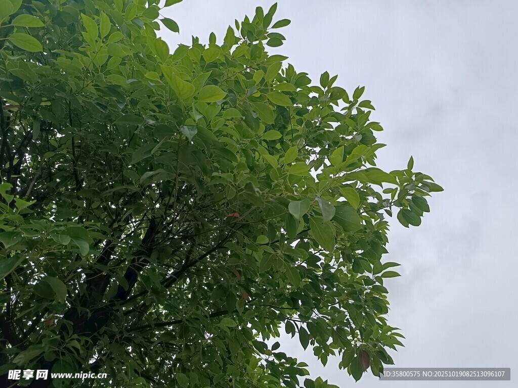 翠绿树叶映衬灰白天空