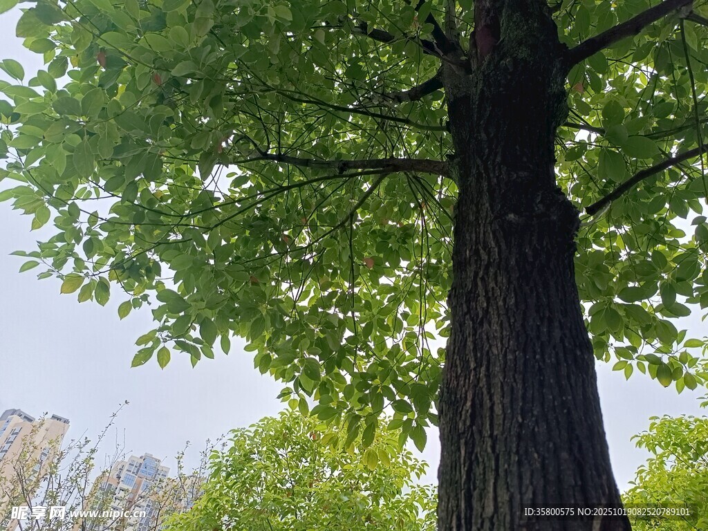 高大繁茂的绿树