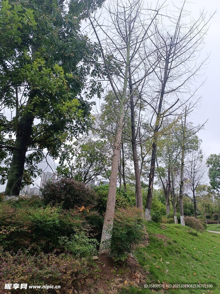 林间枯树与葱郁草木之景