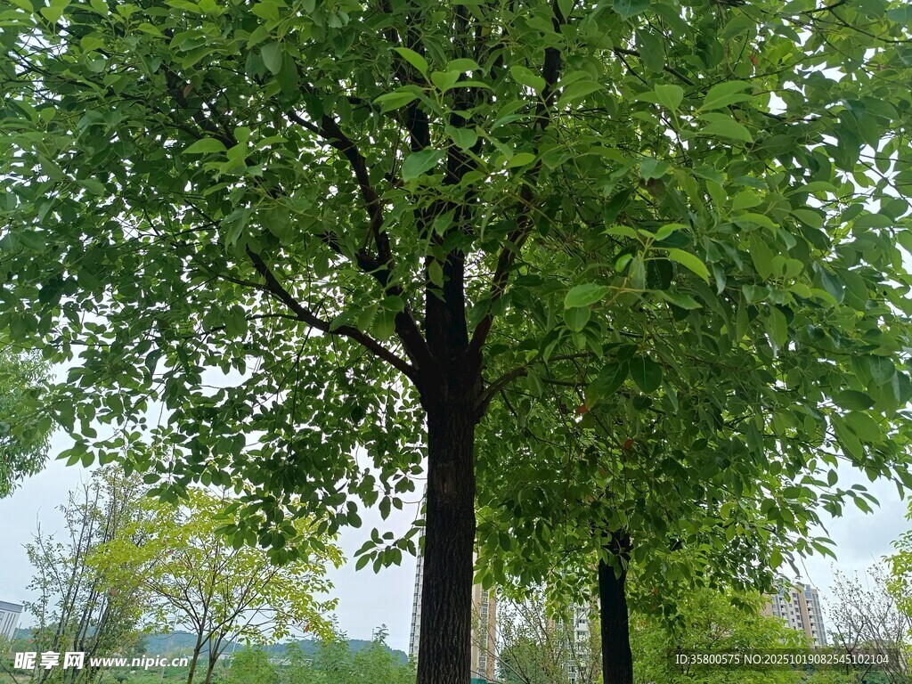 绿树成荫的自然景象