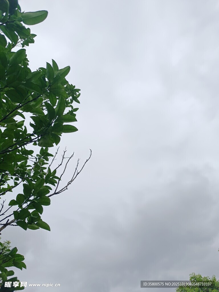 阴天中的繁茂枝叶