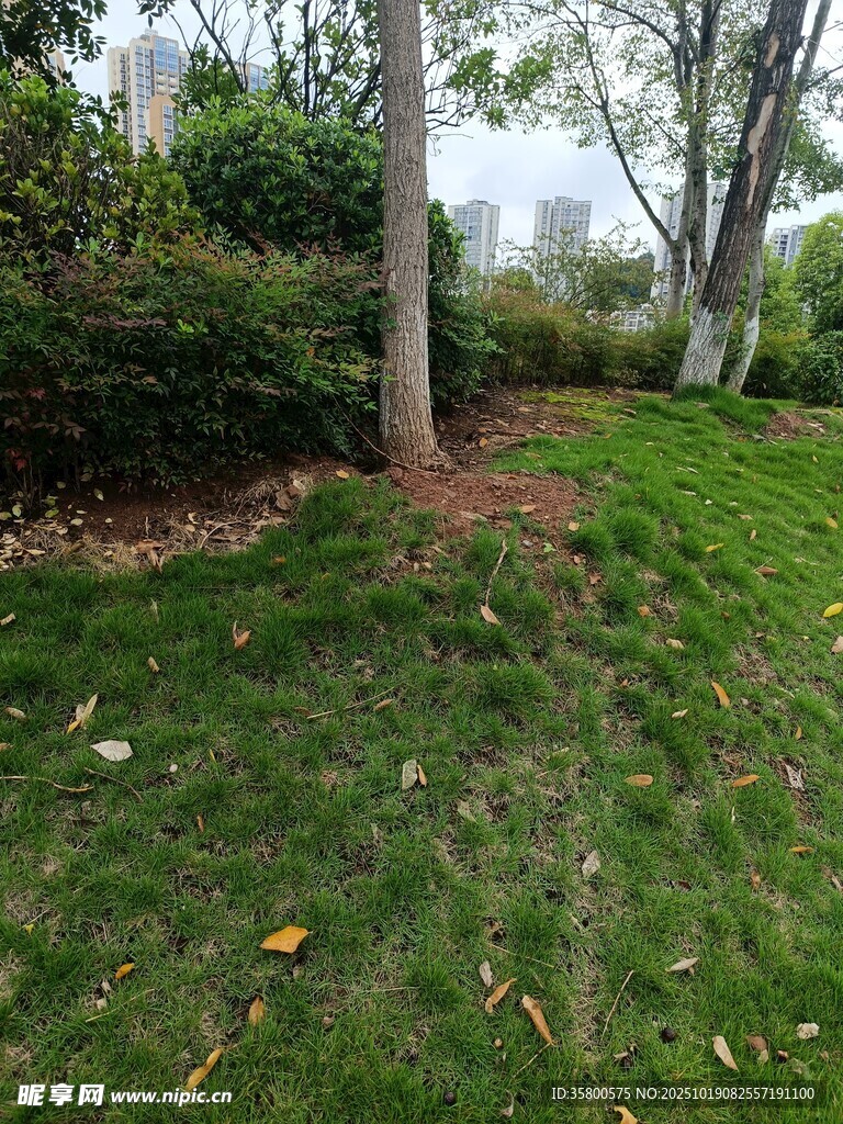 户外草坪树木景观图
