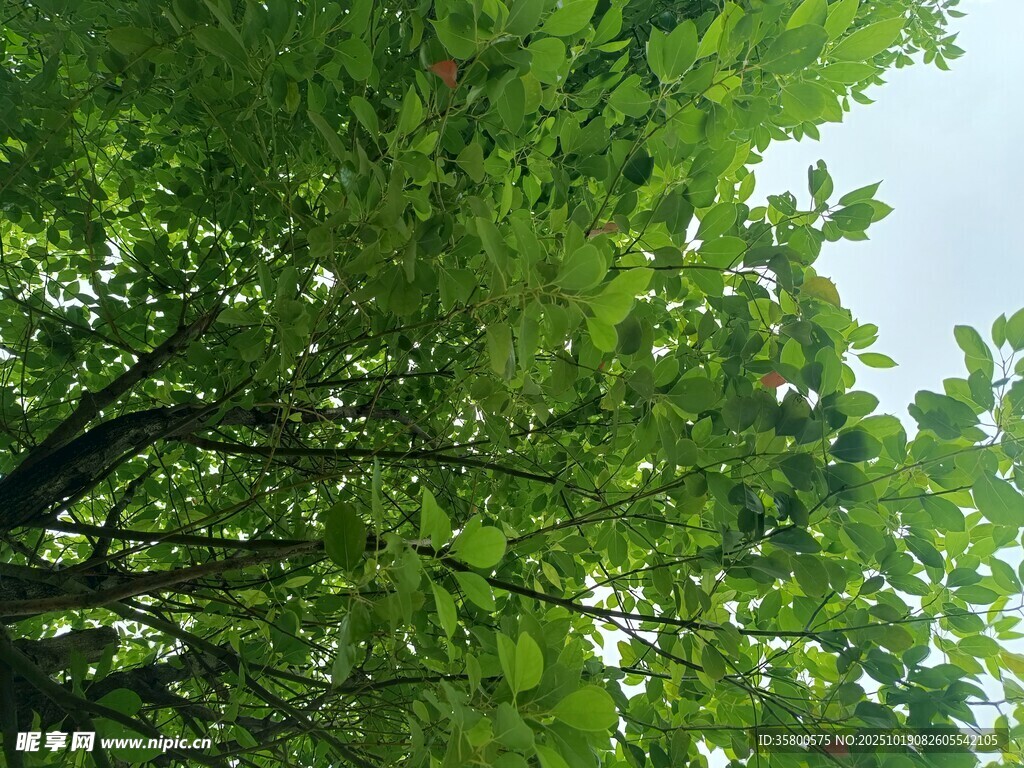 仰视茂密绿荫树冠