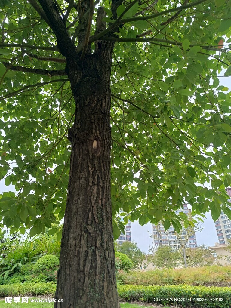 粗壮大树枝叶繁茂