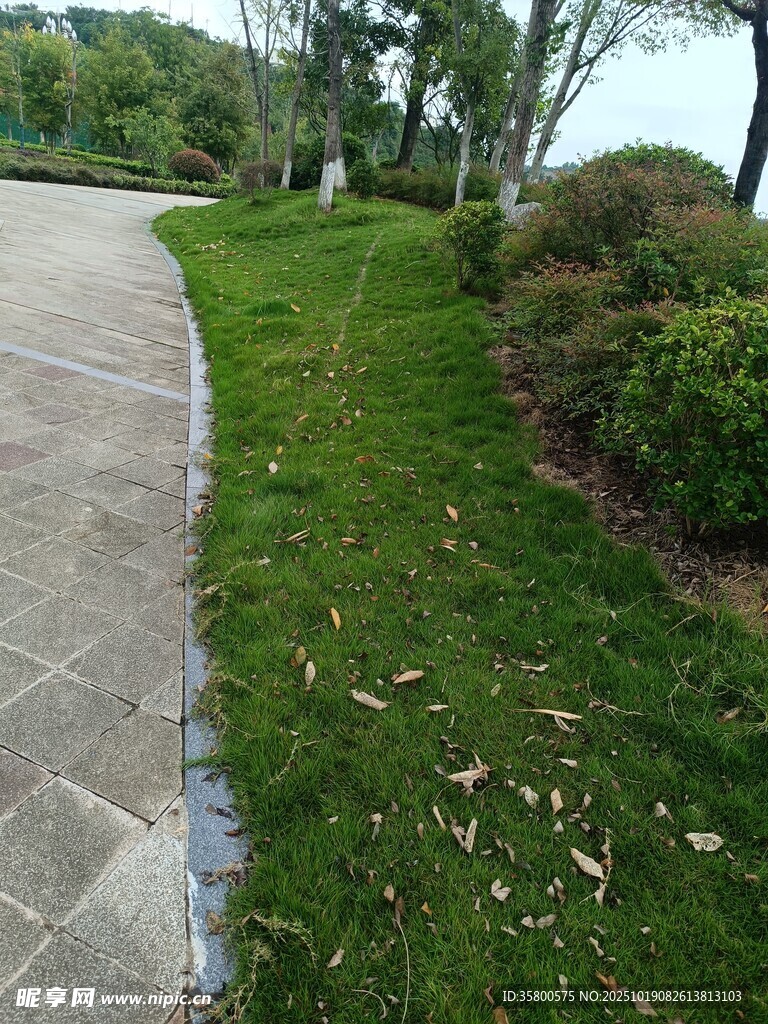 路边草地散落枯叶景象