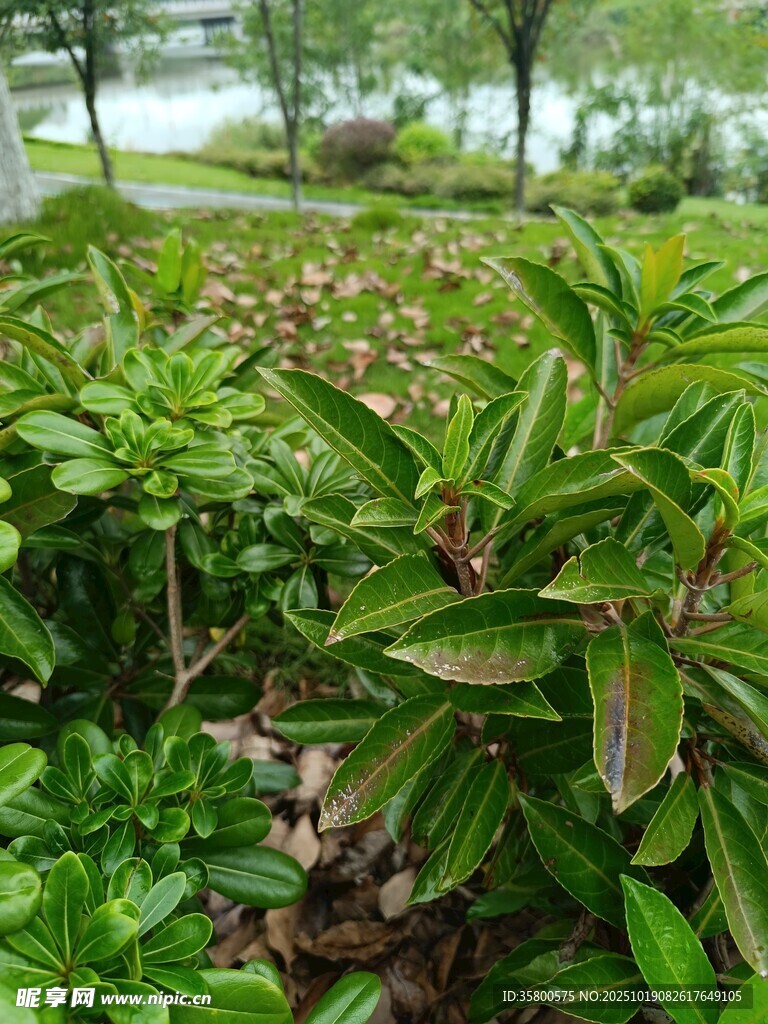 绿叶植物景观