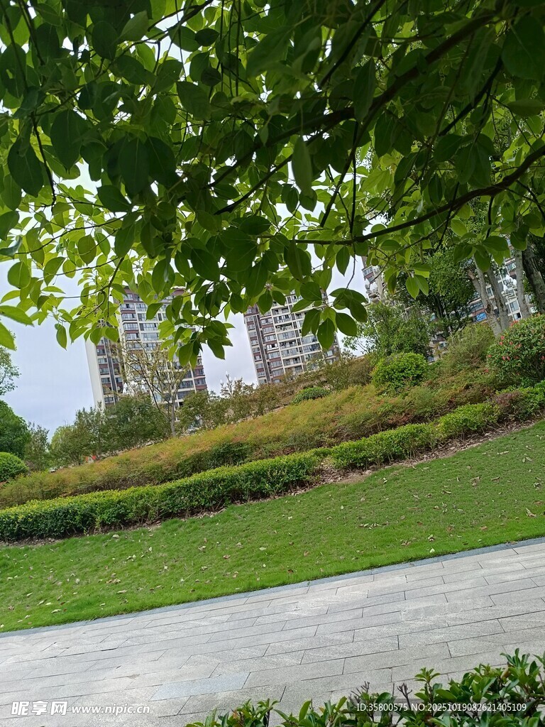 绿意盎然的户外景观