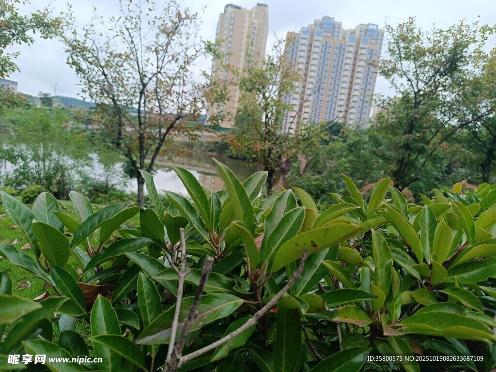 城市中的绿植与高楼景观