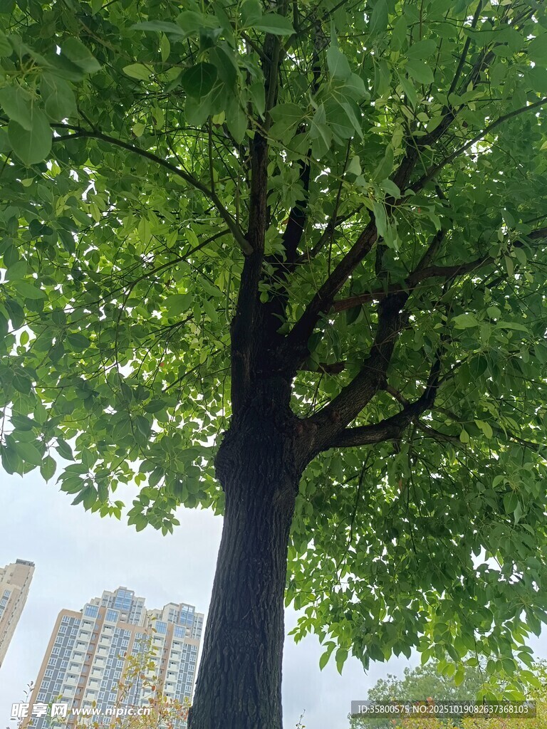 树下仰望城市高楼